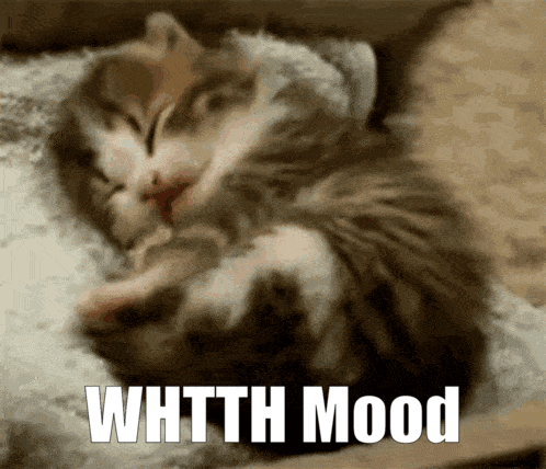 Two Kittens Sleeping whtth mood