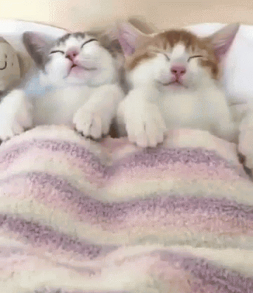 Two Kittens Sleeping With Teddy Bear GIF