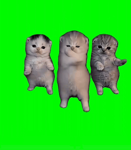 Two Kittens Standing Next To Each Other With Their Paws In The Air On A Green Screen GIF