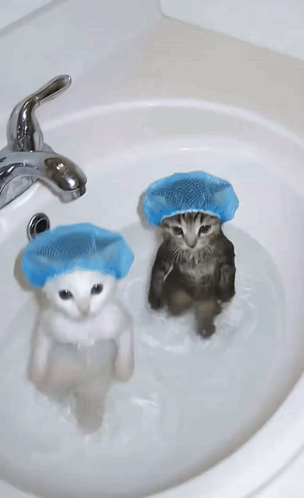 Two Kittens Wearing Blue Shower Caps Are In A Sink GIF