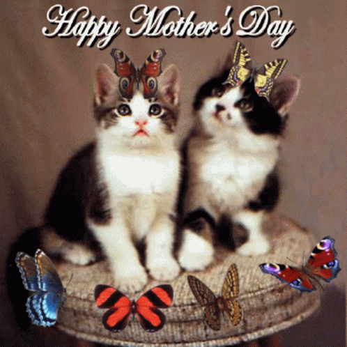 Two Kittens With Butterflies Happy Mother's Day