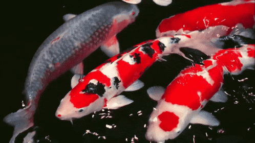 Two Koi Fish Swimming Around GIF
