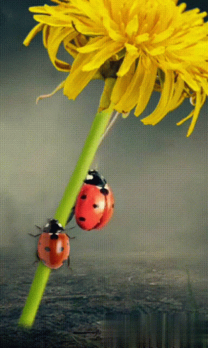 Two Ladybugs Are Perched On A Green Stem Of A Yellow Flower GIF