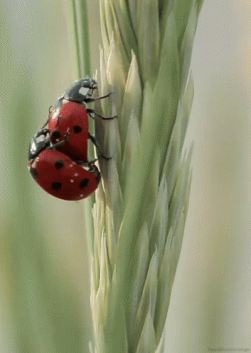 Two Ladybugs On Plant GIF