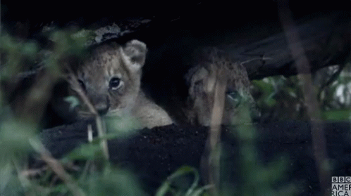 Two Lion Cubs Are Looking Out From Under A Tree And The Bbc America Logo Is Visible In The Background GIF