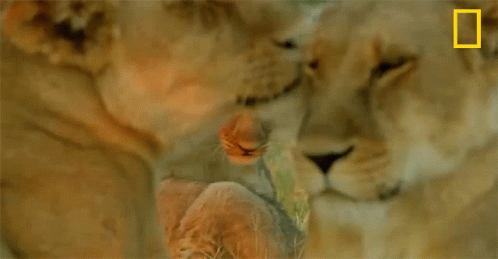 Two Lions Are Laying Next To Each Other With A National Geographic Logo In The Corner GIF