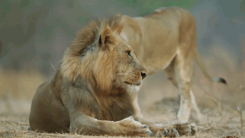 Two Lions Are Standing Next To Each Other On The Ground In The Wild . GIF
