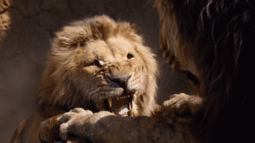 Two Lions Looking at Each Other Mouths Open