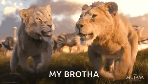Two Lions Saying My Brotha