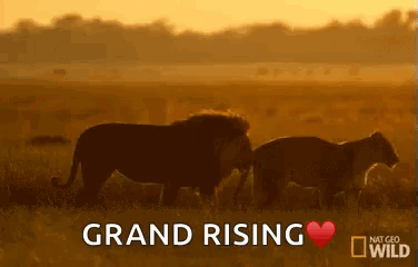 Two Lions Standing in Field