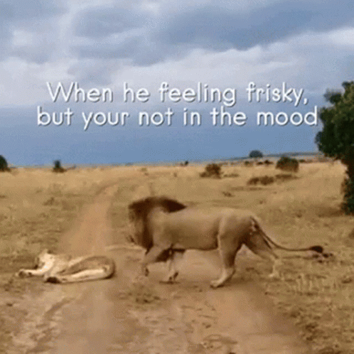 Two Lions Walking Down Dirt Road