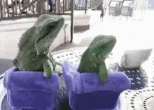 Two Lizards In Purple Pots With Purple Covers GIF