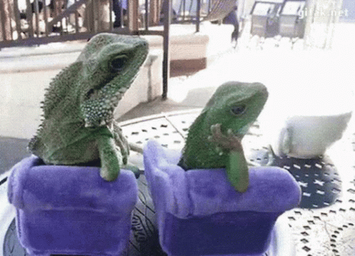 Two Lizards On Purple Chairs GIF