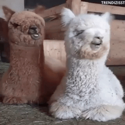 Two Llamas Sitting Next To Each Other With Their Eyes Closed . GIF