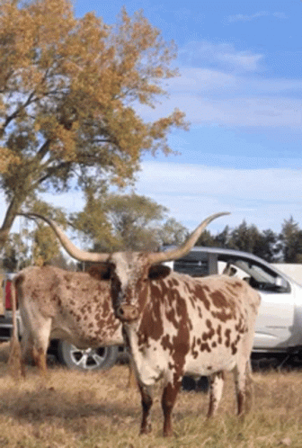 Two Longhorn Cows Standing In A Field With A White Truck In The Background GIF