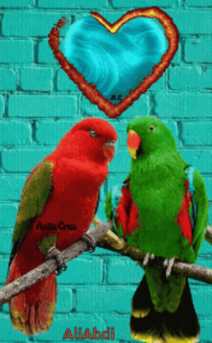 Two Lovely Parrot Staring Each Other GIF