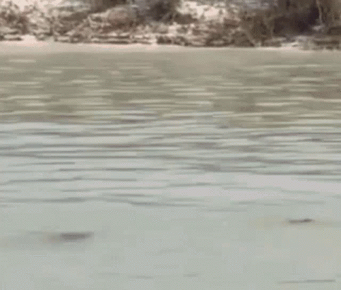 Two Men Are Standing In A Body Of Water Saluting Each Other . GIF
