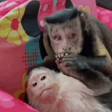 Two Monkeys Are Laying On A Pink Blanket And One Is Holding Another 'S Foot GIF