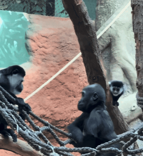 two monkeys are sitting in a rope hammock