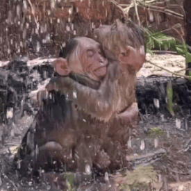 Two Monkeys Hugging in Puddle