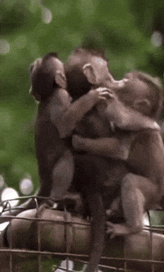 Two Monkeys Hugging on Tree Branch