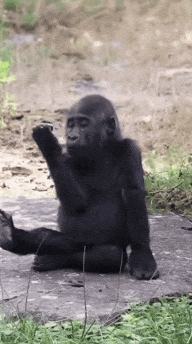 Two Monkeys Hugging Welcome Home