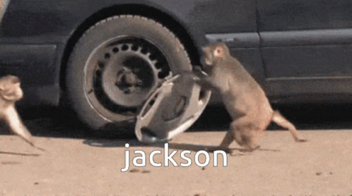 Two Monkeys Playing With Car Wheel Jackson