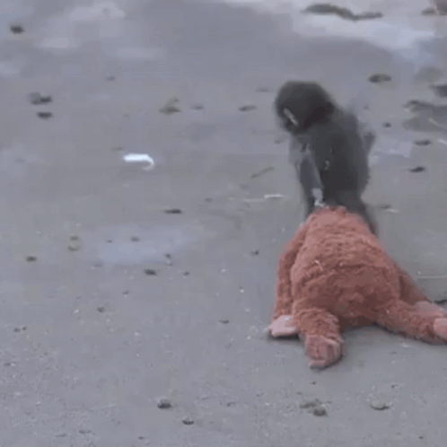 Two Monkeys Playing With Teddy Bear