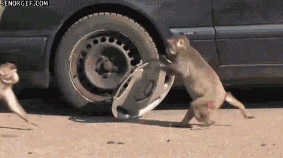 Two Monkeys Playing With Wheel Cover