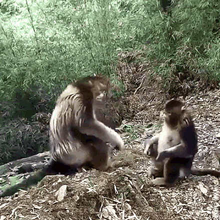 Two Monkeys Sitting on Dirt Pile