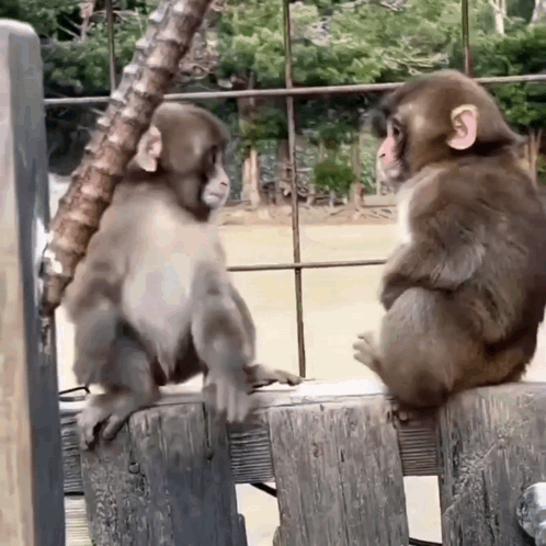 Two Monkeys Sitting on Wooden Fence