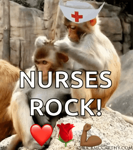 Two Monkeys With Nurses Rock GIF