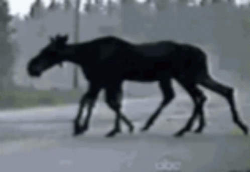 Two Moose Walking Down A Road With Abc Written On The Bottom Right GIF