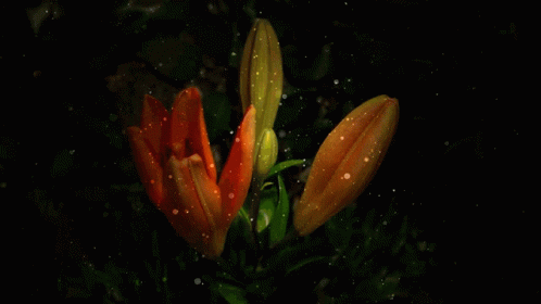 Two Orange Flowers Are Lit Up In The Dark GIF