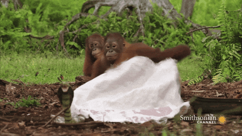 Two Orangutans Are Laying On A White Blanket With The Smithsonian Channel Written On The Bottom GIF