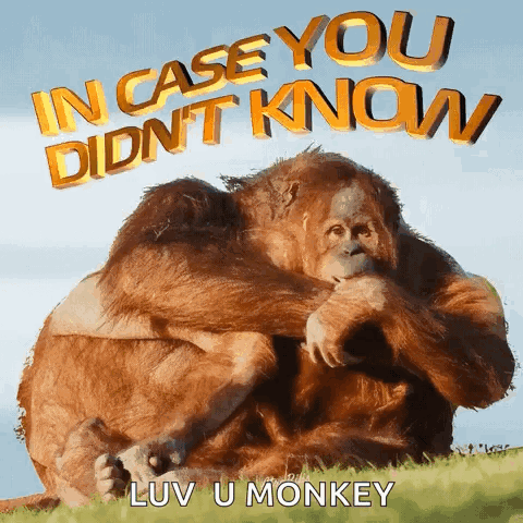 Two Orangutans Hugging In Case You Didn't Know