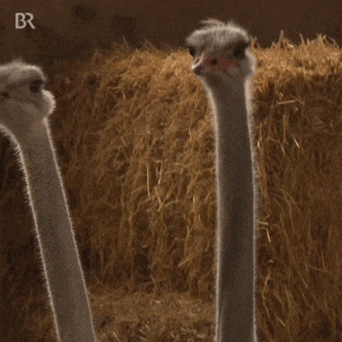 Two Ostriches Standing Next To Hay Pile With Letters BR GIF