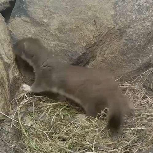 Two Otters Are Playing In A Pile Of Hay Near A Rock GIF