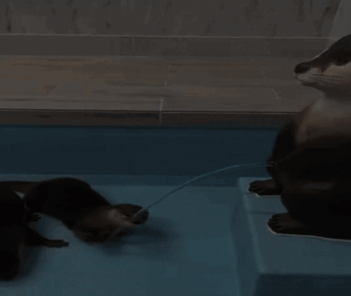 Two Otters Playing in Pool