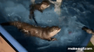 Two Otters Swimming in Pool One Looking at Camera