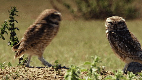 Two Owl Whisper GIF