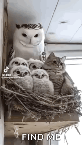 Two Owls and Cat Sitting in Nest