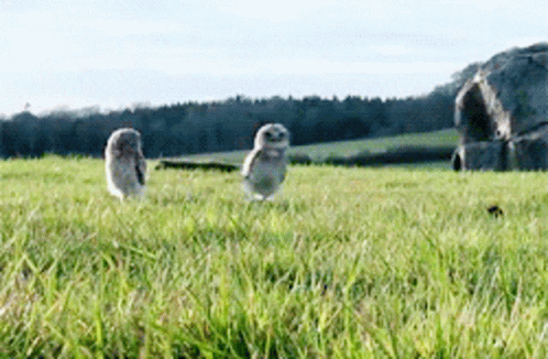 Two Owls Are Standing In A Grassy Field With Rocks In The Background GIF