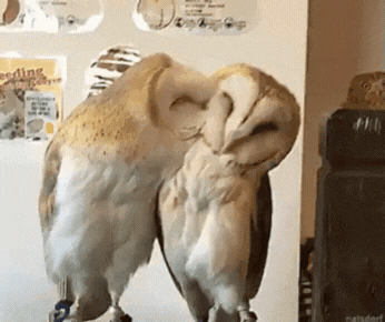 Two Owls Are Standing Next To Each Other In Front Of A Sign That Says Feeding The Birds GIF