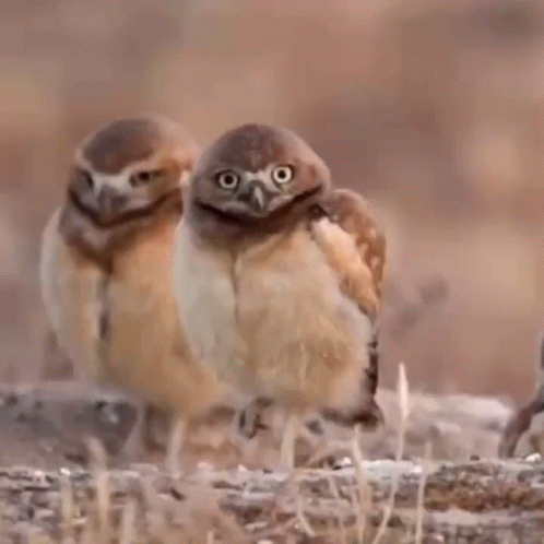 Two Owls Are Standing Next To Each Other On The Ground Looking At The Camera . GIF