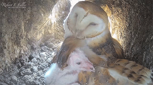 Two Owls Sitting in a Cave With Robert E. Fuller Wildlife Films
