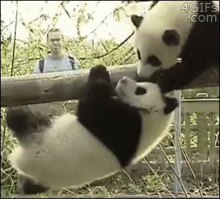 Two Panda Bears on Tree Branch