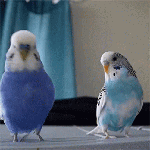 Two Parakeets Are Standing Next To Each Other On A Table . One Of The Parakeets Is Blue And The Other Is White . GIF
