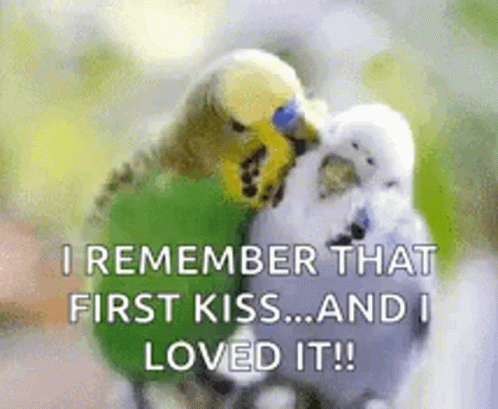 Two Parakeets Kissing Each Other With The Words `` I Remember That First Kiss ... And I Loved It '' . GIF