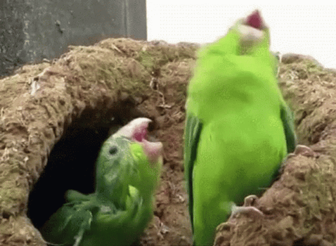 Two Parrot Shaking Head GIF